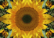 Reunion Sunflower